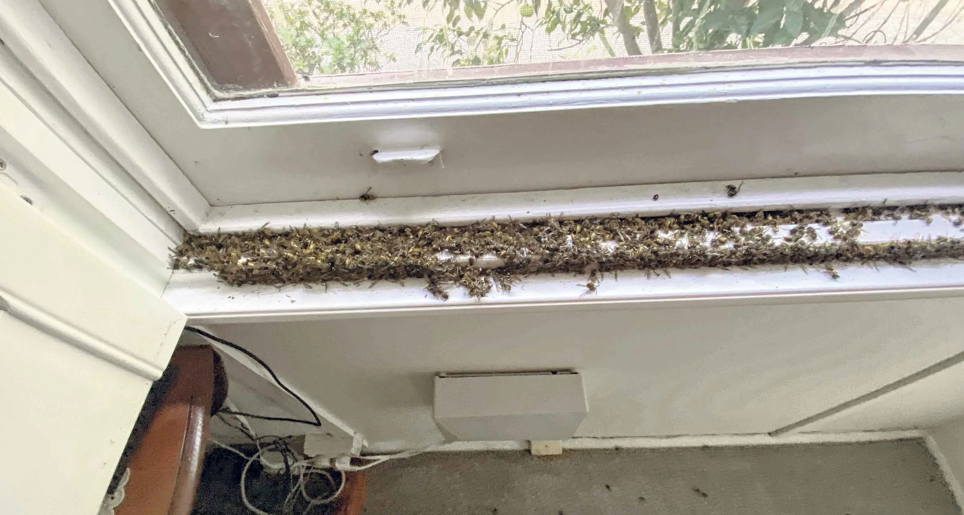 Call Craig to combat your autumn wasp problem