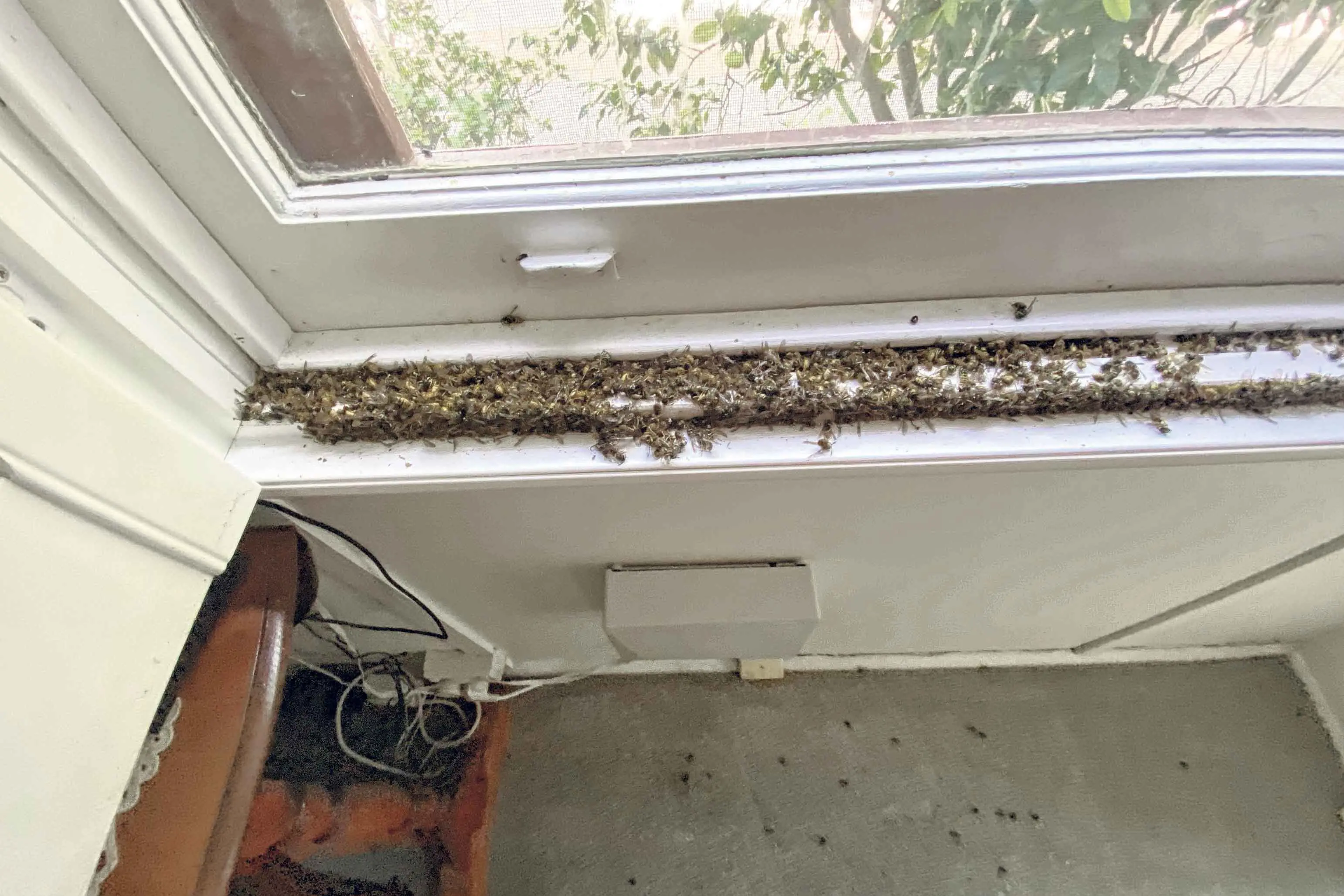 <p>Now\\u2019s the time when European wasps are out and about, but don\\u2019t try and take them on yourself, Craig Kramer from Eagle Eye Pest Control says. Photo: Supplied. </p>\\n