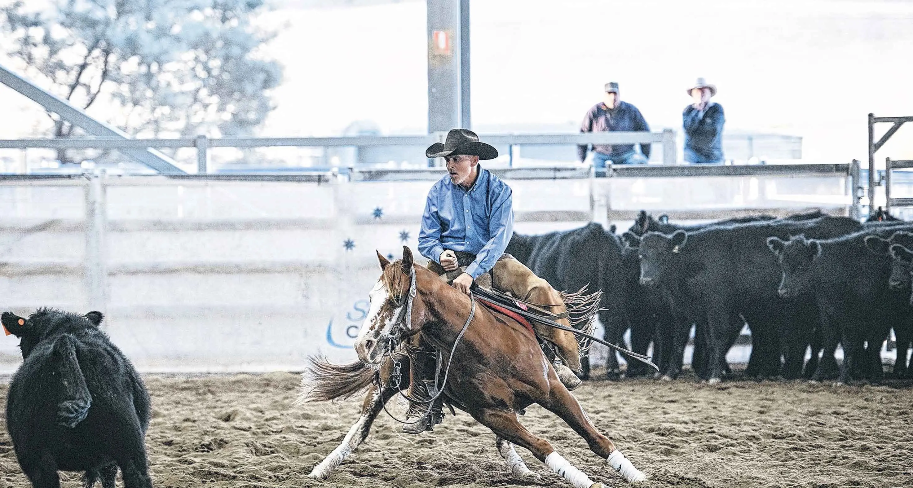 Exceptional talents of horse and rider on display at Blayney Easter Cutting Show