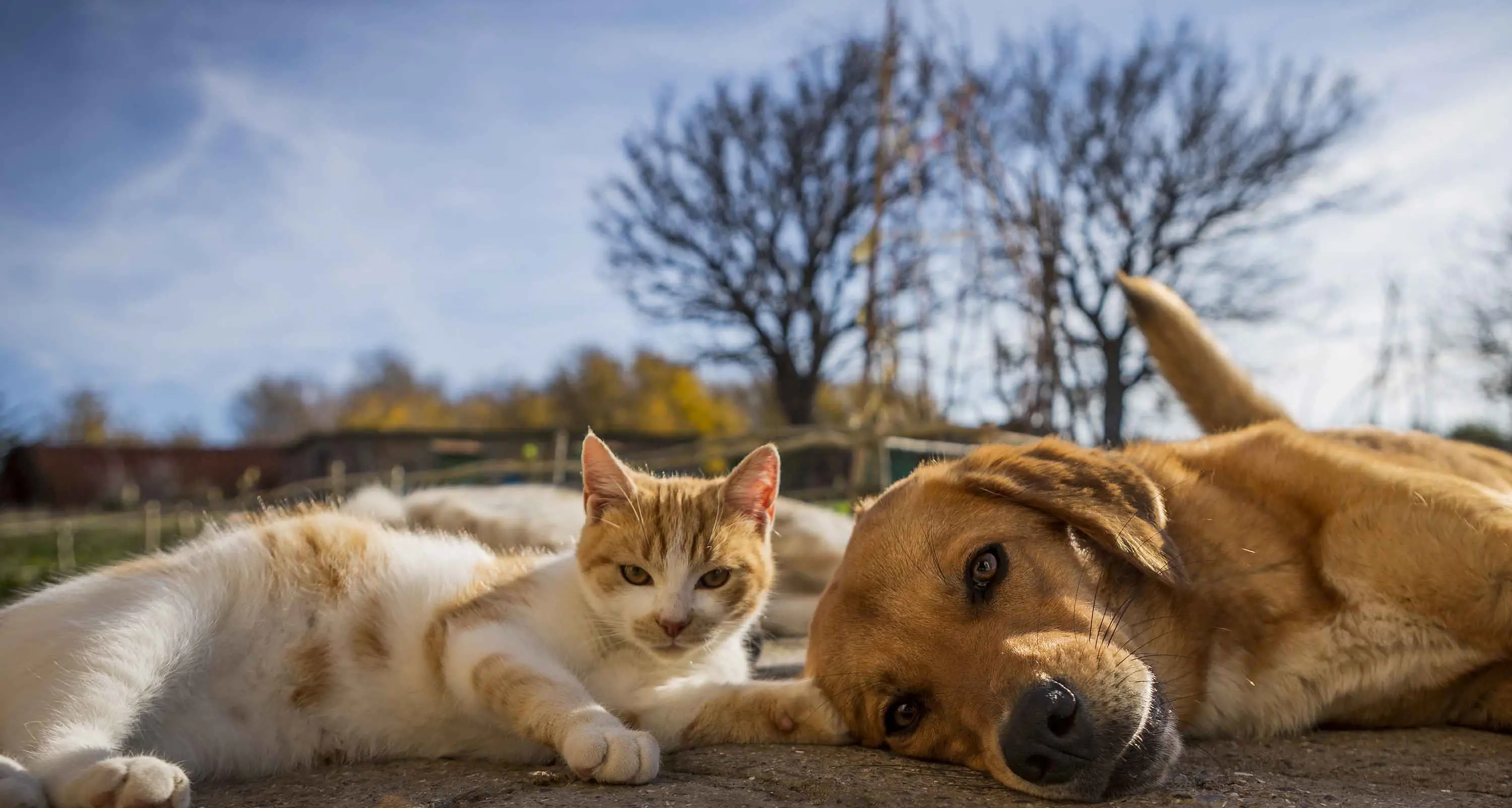 Low‑cost desexing available for eligible local pet owners