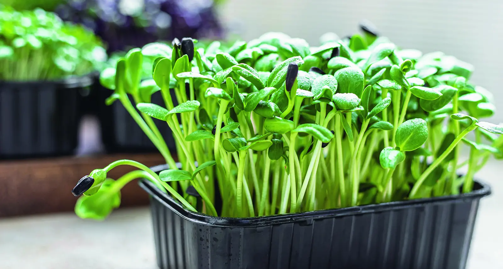 Tiny greens, big benefits: we're turning to microgreens for flavour and nutrition