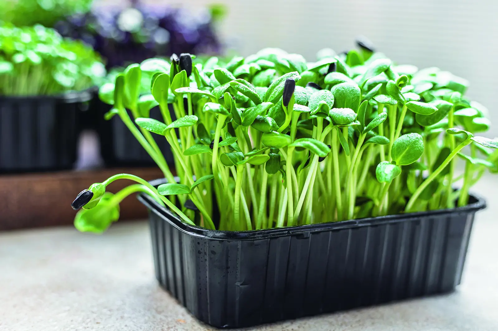 Tiny greens, big benefits: we're turning to microgreens for flavour and nutrition
