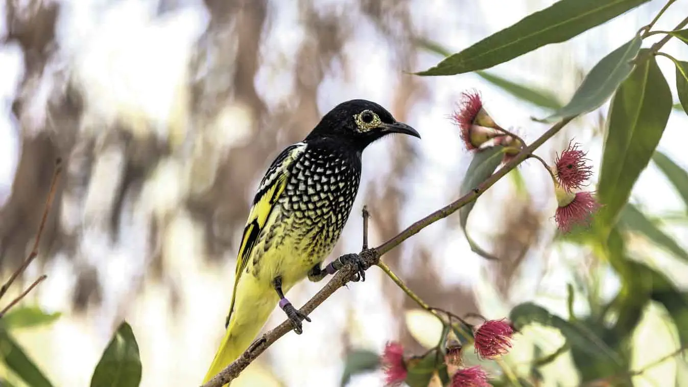Bid to restore “lost birdsong” given a boost with Regent Honeyeater breeding program