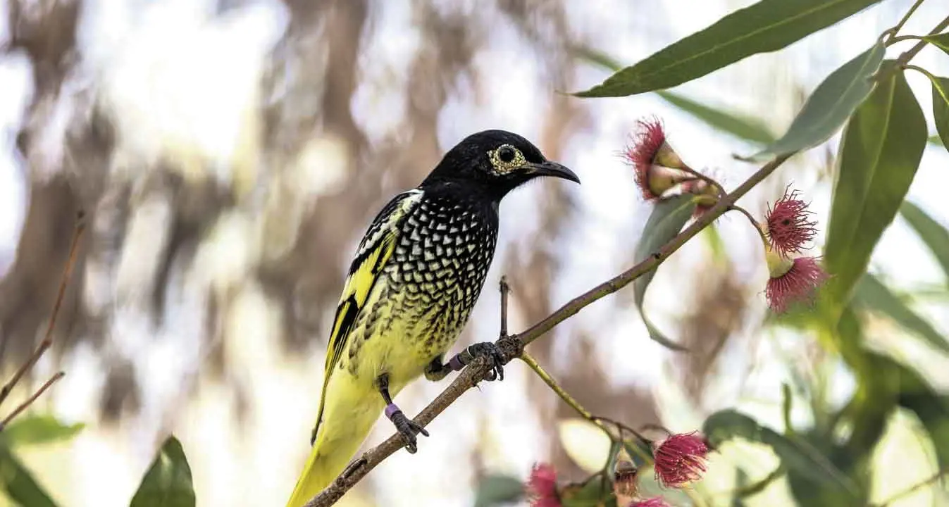 Bid to restore “lost birdsong” given a boost with Regent Honeyeater breeding program