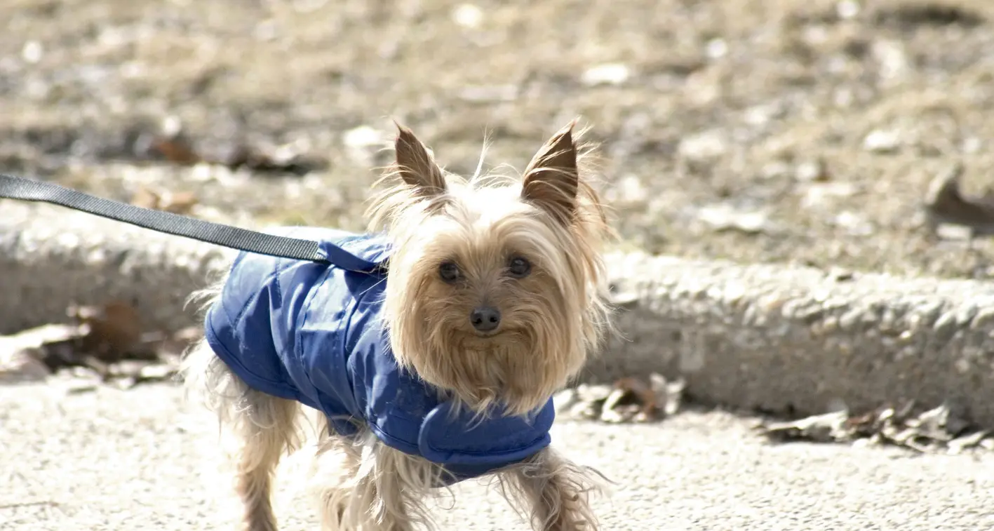 Winter tips for dog owners as colder weather approaches