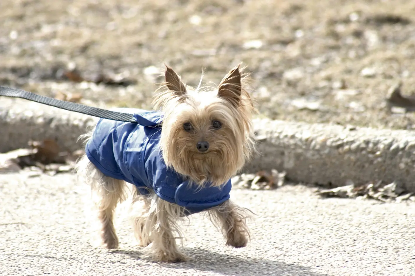 <p>As the weather turns colder, make sure your dog can run around and expend excess energy, even when indoors. Visit a local pet store to find toys to keep your pet stimulated and entertained for hours! Photo: Bigstockphoto</p>\\n