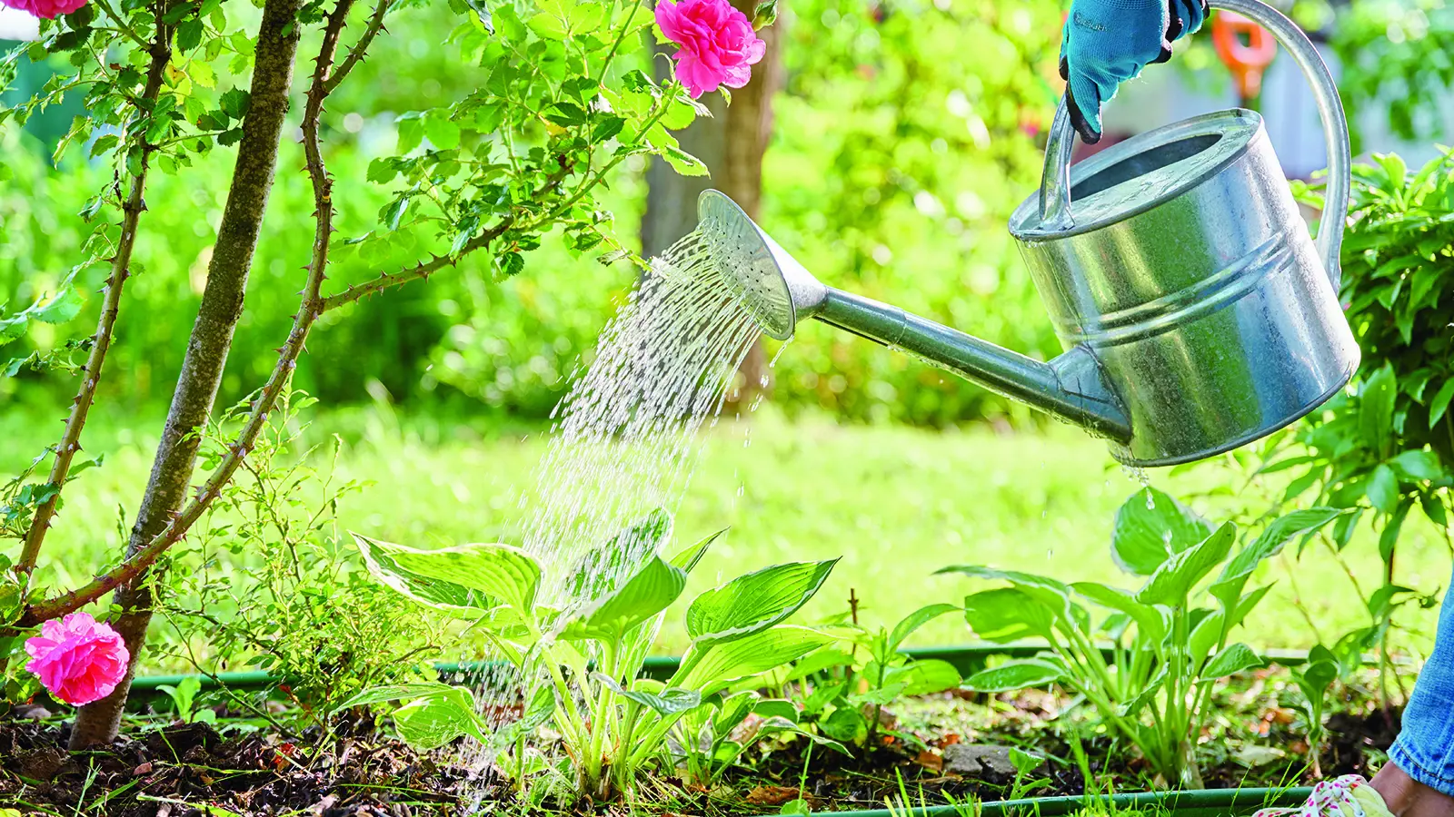 Four common watering mistakes to avoid