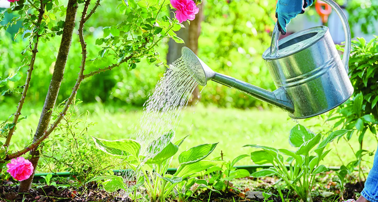 Four common watering mistakes to avoid