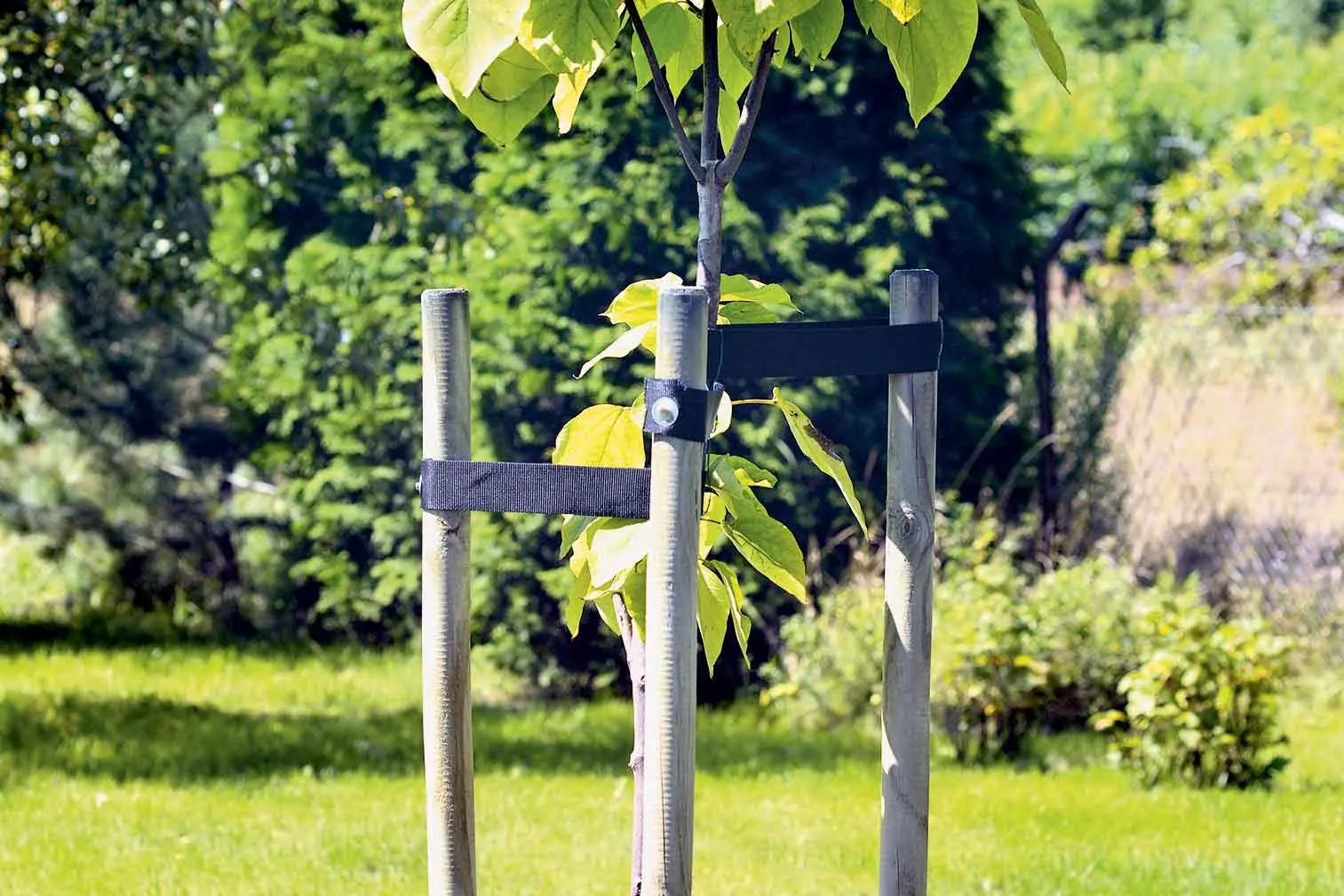 A brief guide to installing a tree stake