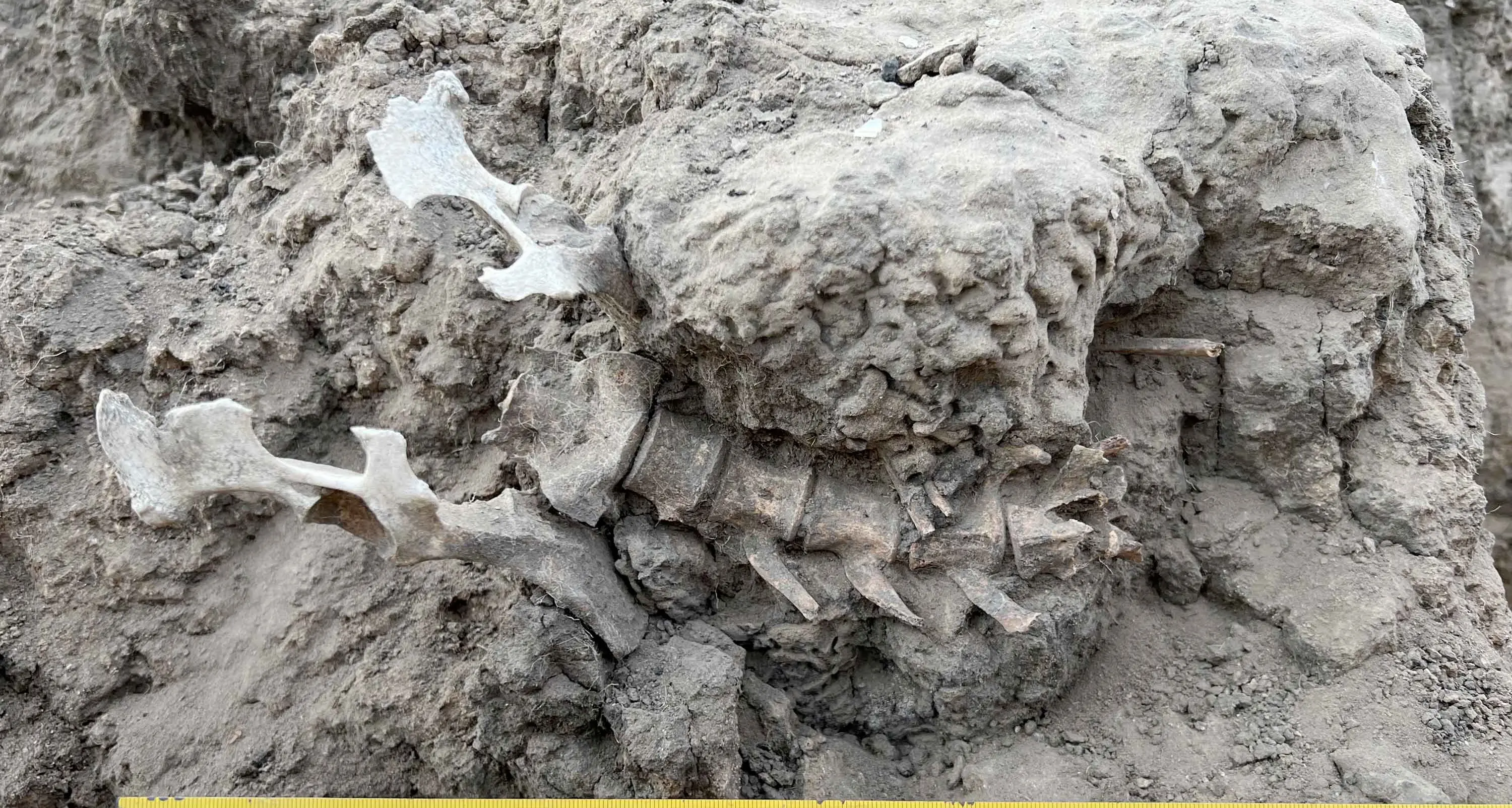 Beloved dingo grave reveals ancient First Nations bond
