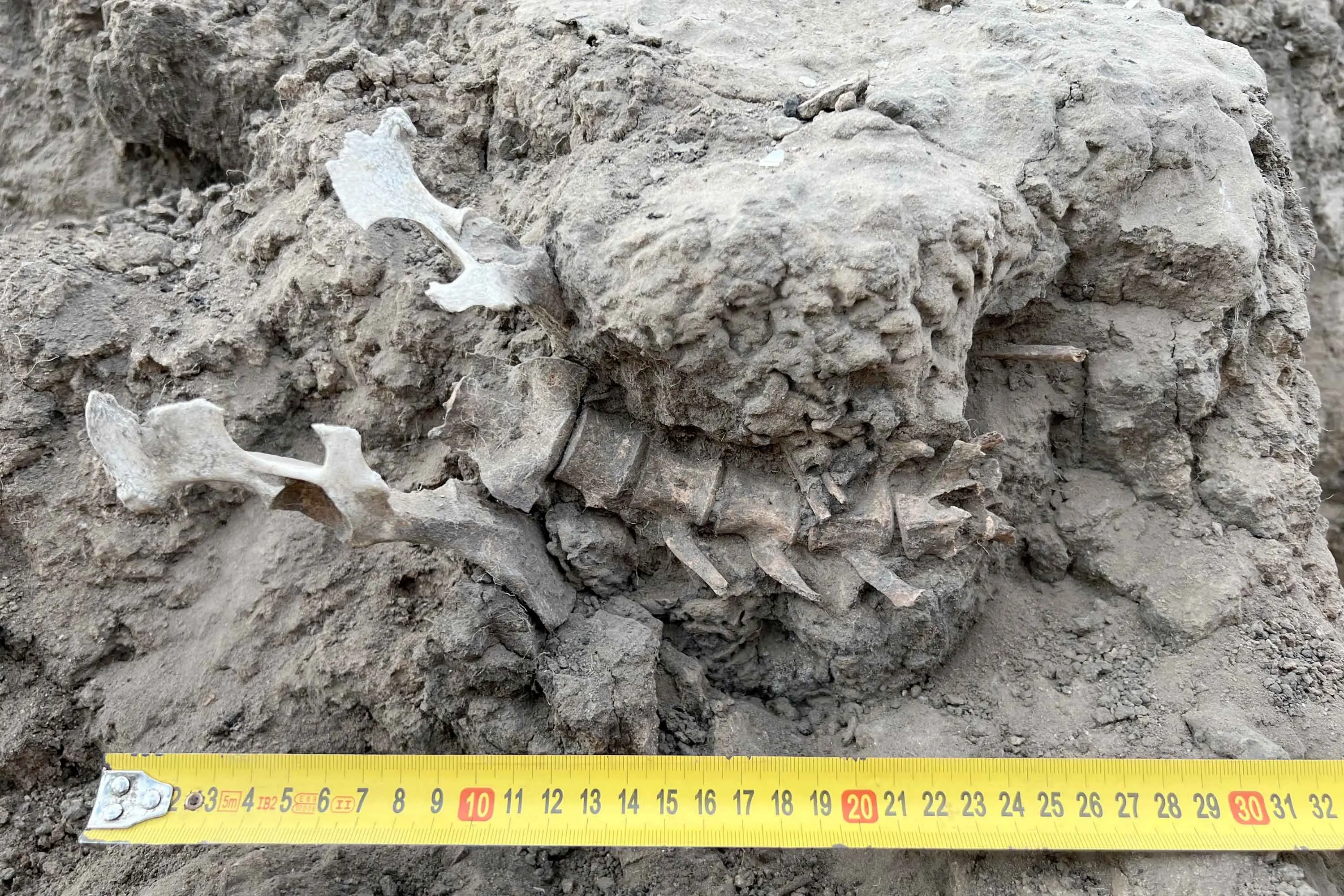 Beloved dingo grave reveals ancient First Nations bond