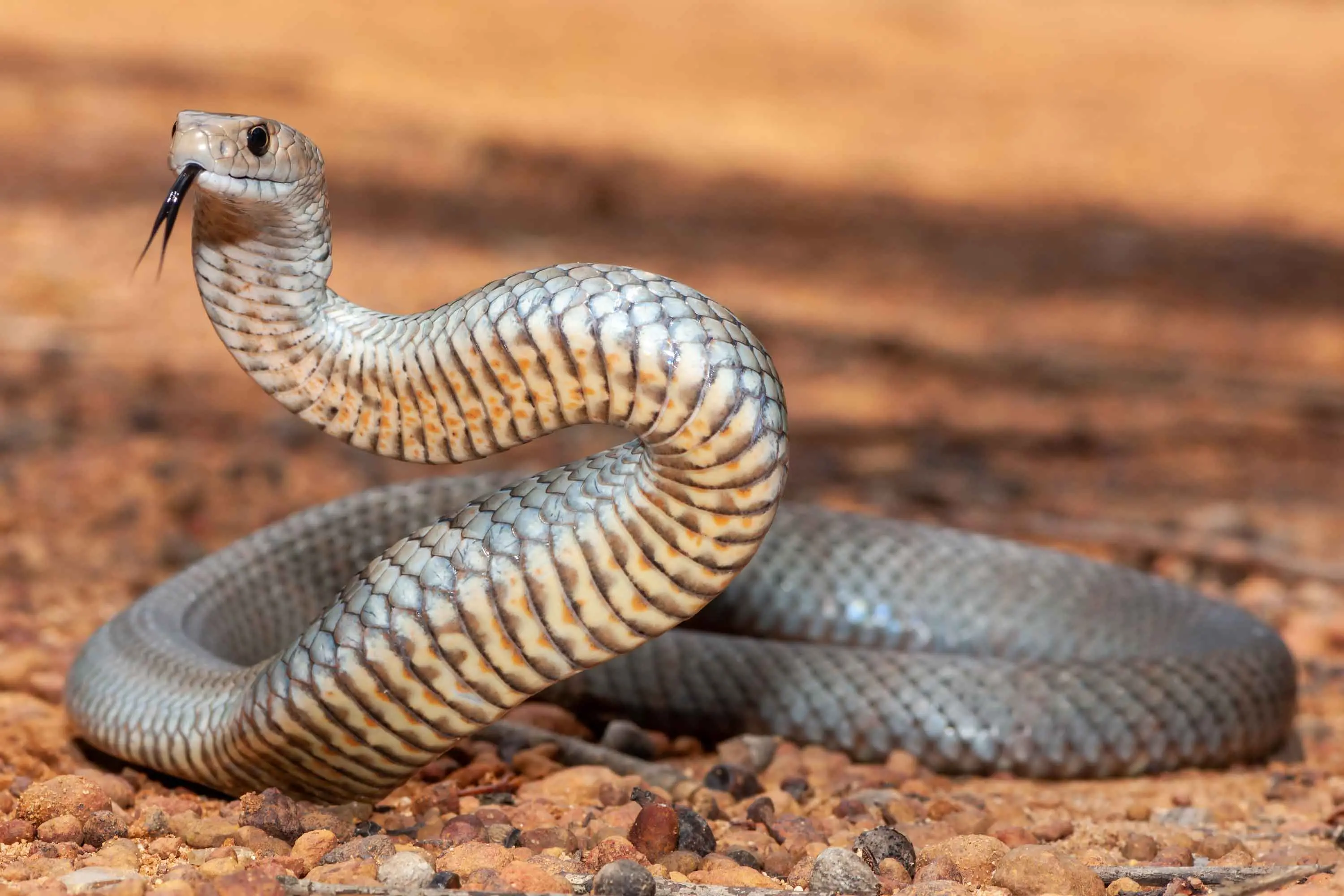 <p>Australians have been urged to brush up on their first aid as climate change nudges deadly snakes, including the Eastern Brown Snake (pictured), toward densely populated coastlines. Photo: Shutterstock</p>\\n