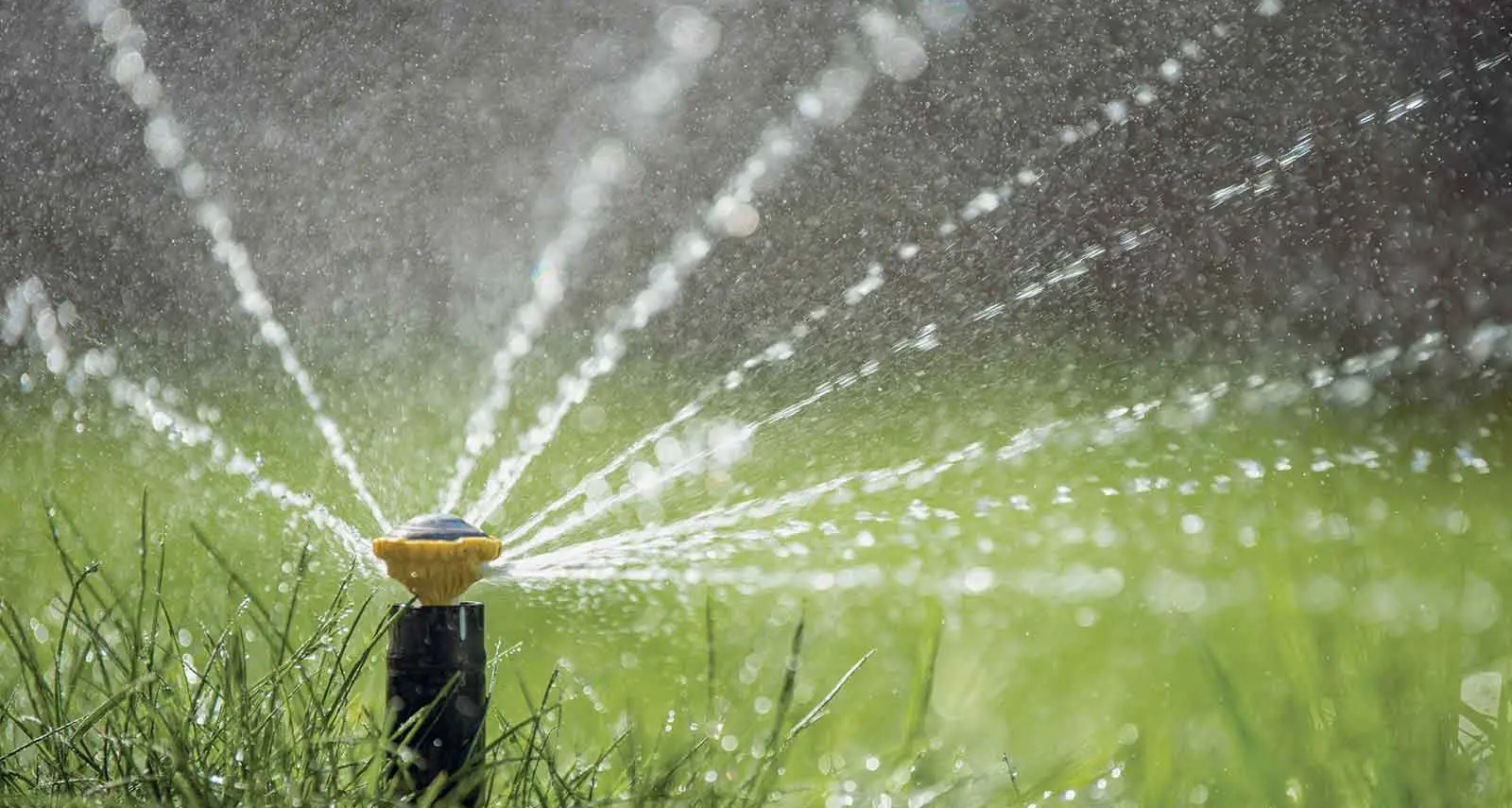 Climate-resilient landscaping gains traction as Aussies adapt to extreme weather