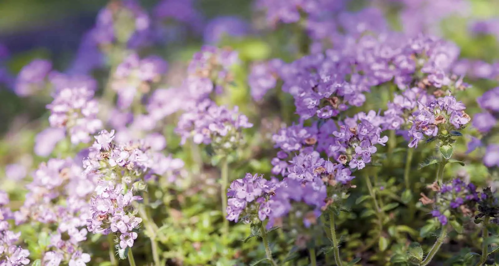 Ground cover plants offer low-maintenance alternative to traditional lawns