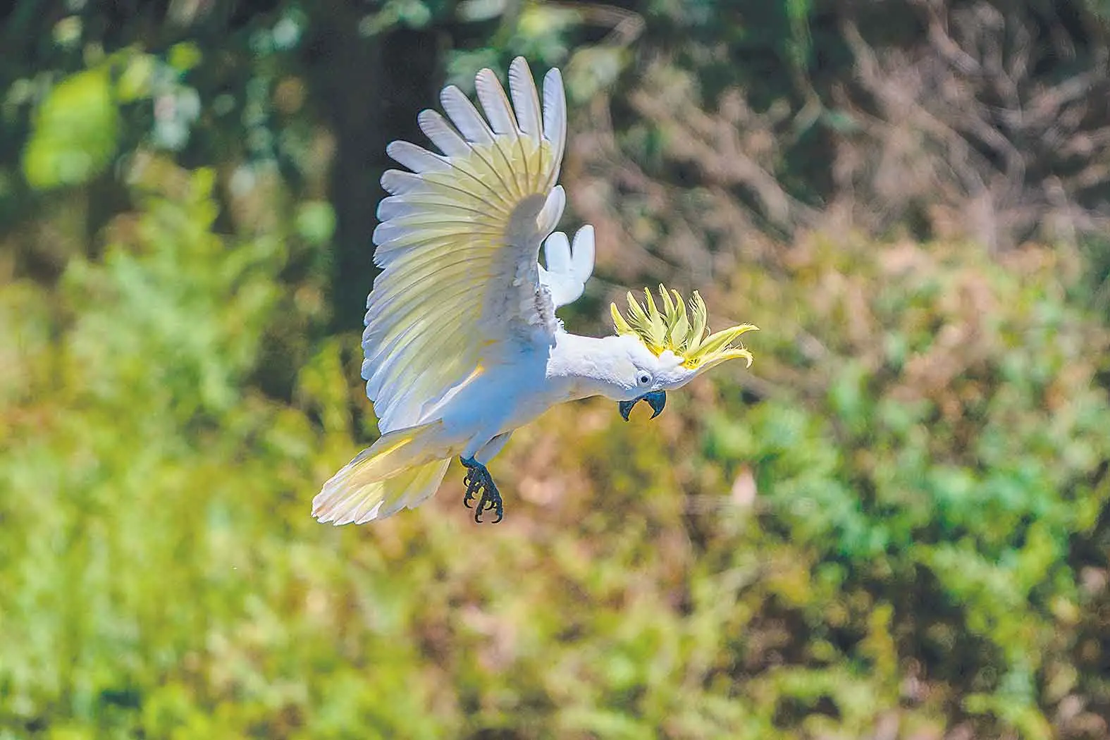 <p>In good news for Australian bird-lovers, native species dominated the 2025 national Aussie Bird Count results. Photo: Shutterstock</p>\\n