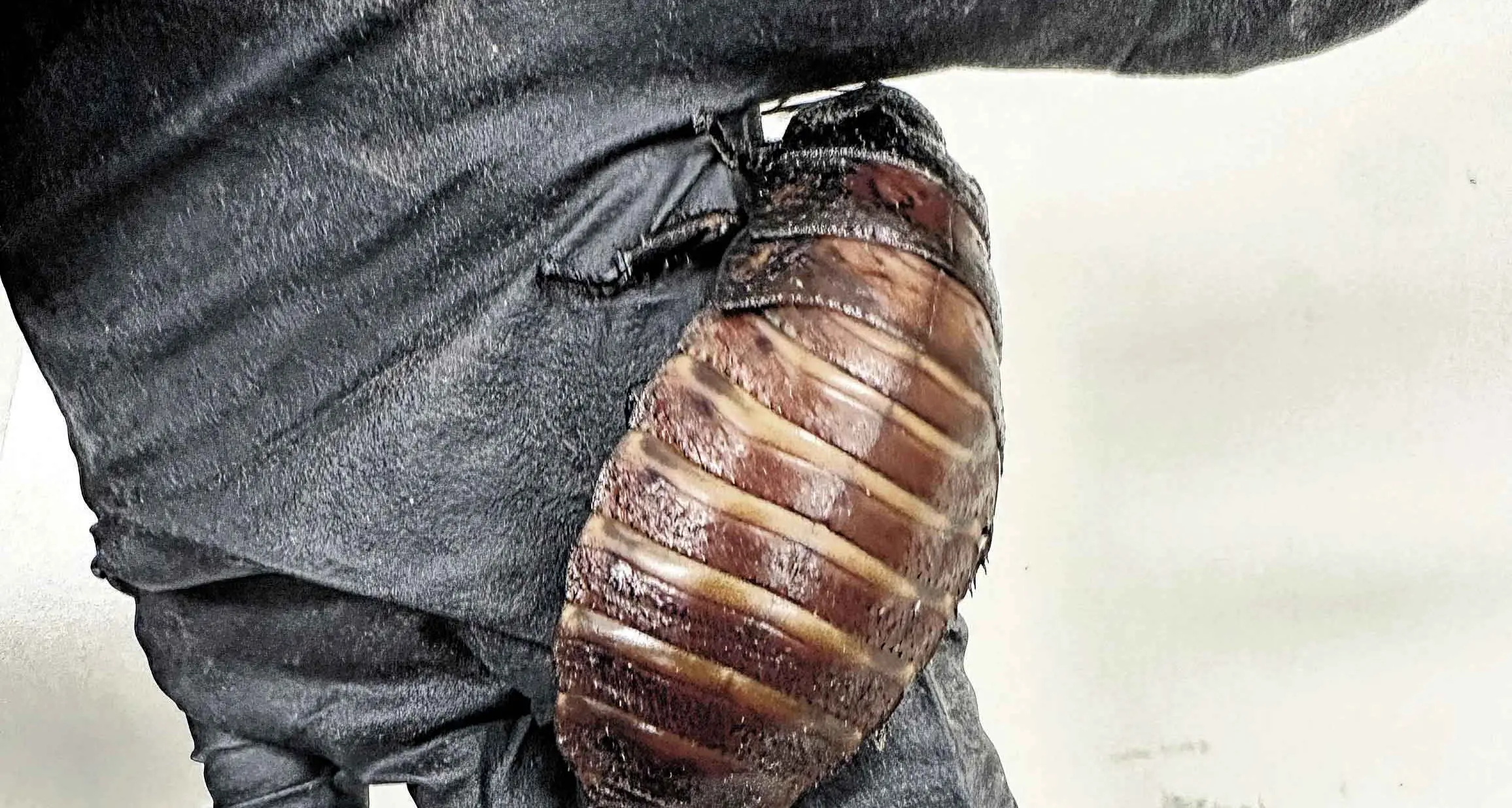 100,000 illegal cockroaches seized from Bathurst breeder