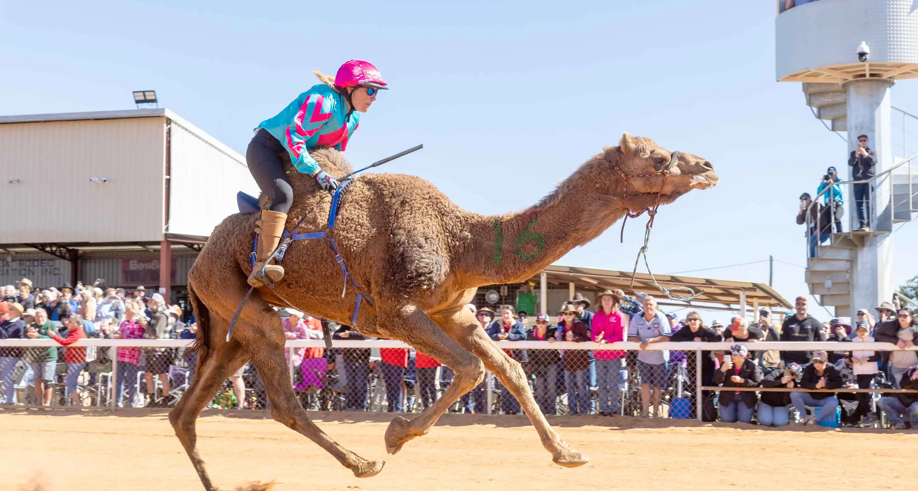 Tourists chase flying camels into outback's red heart