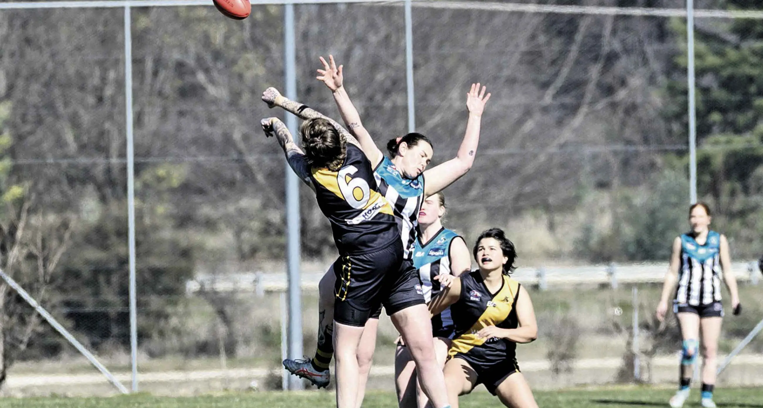Orange Tigers defeated by Bushrangers