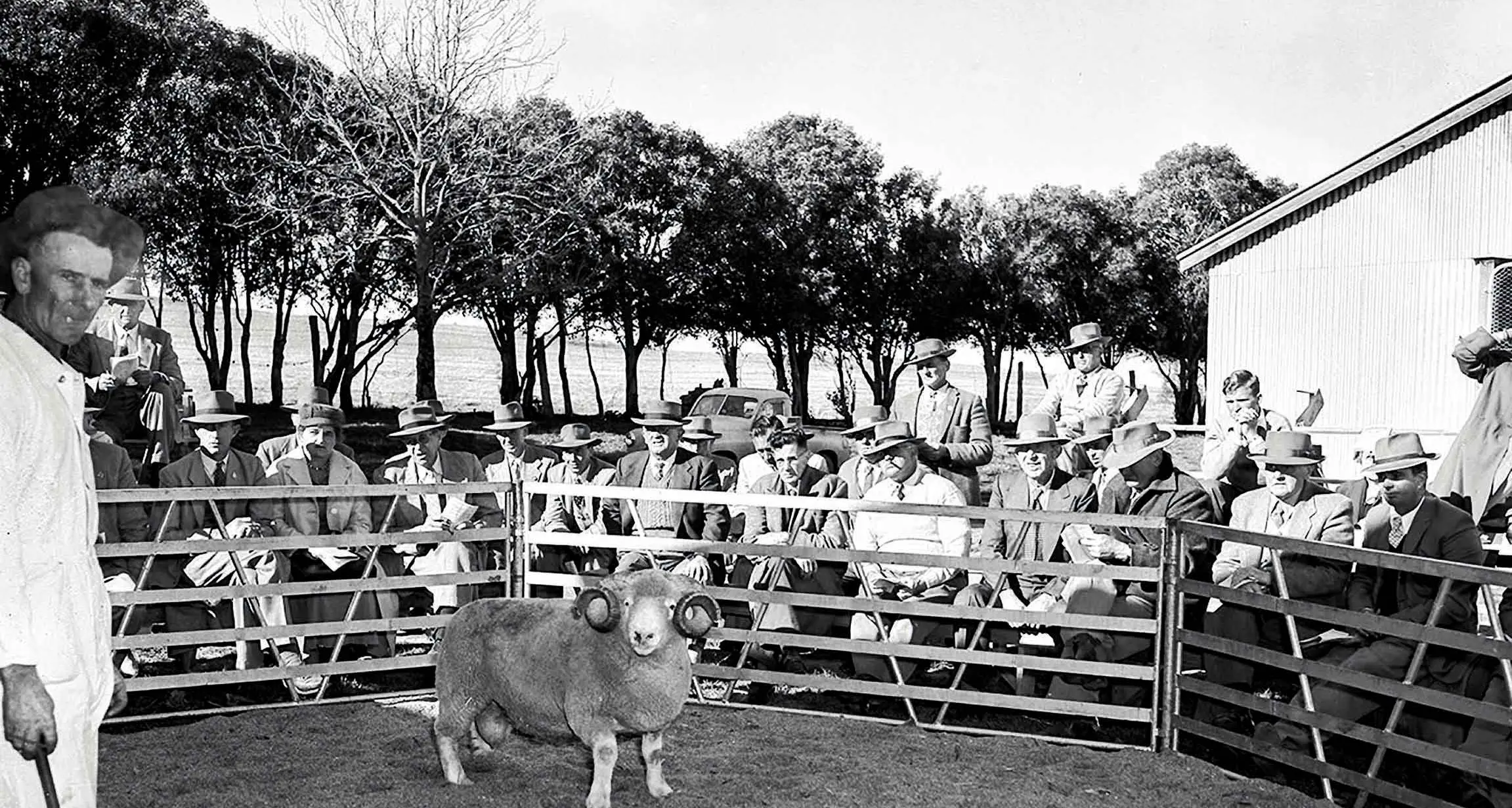 Time Warp: Prized sheep go under the hammer