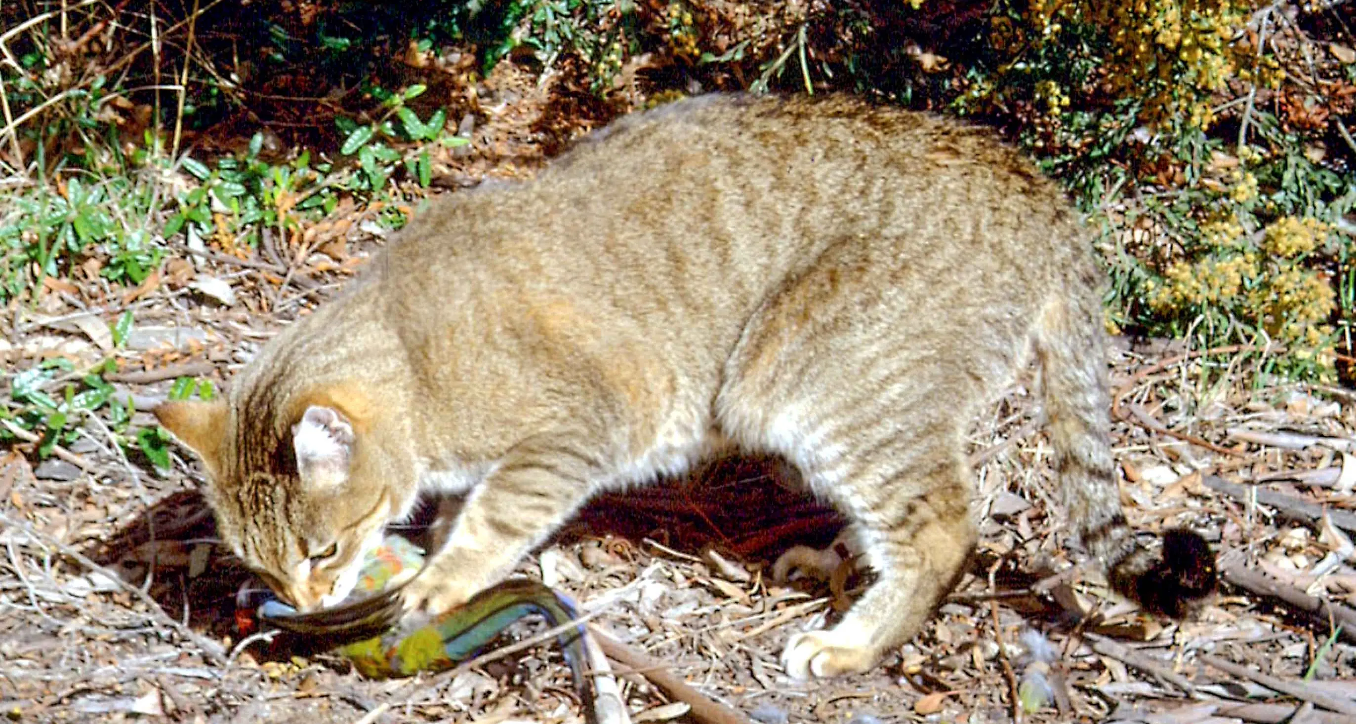 Cat DNA study reveals huge native animal toll