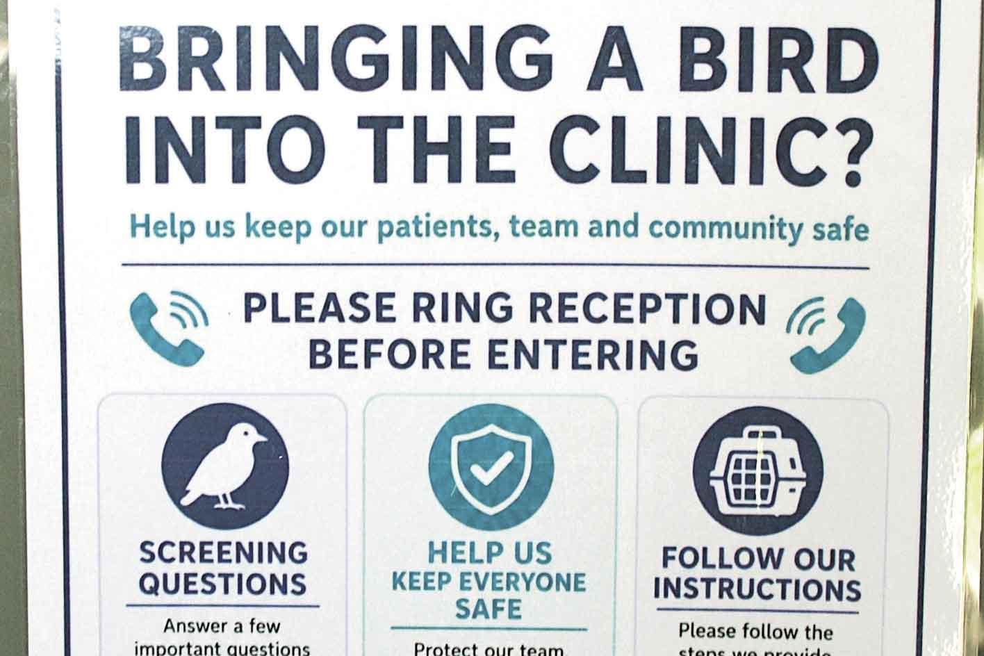 Injured magpie case underscores NSW bird-flu precautions at vet clinics