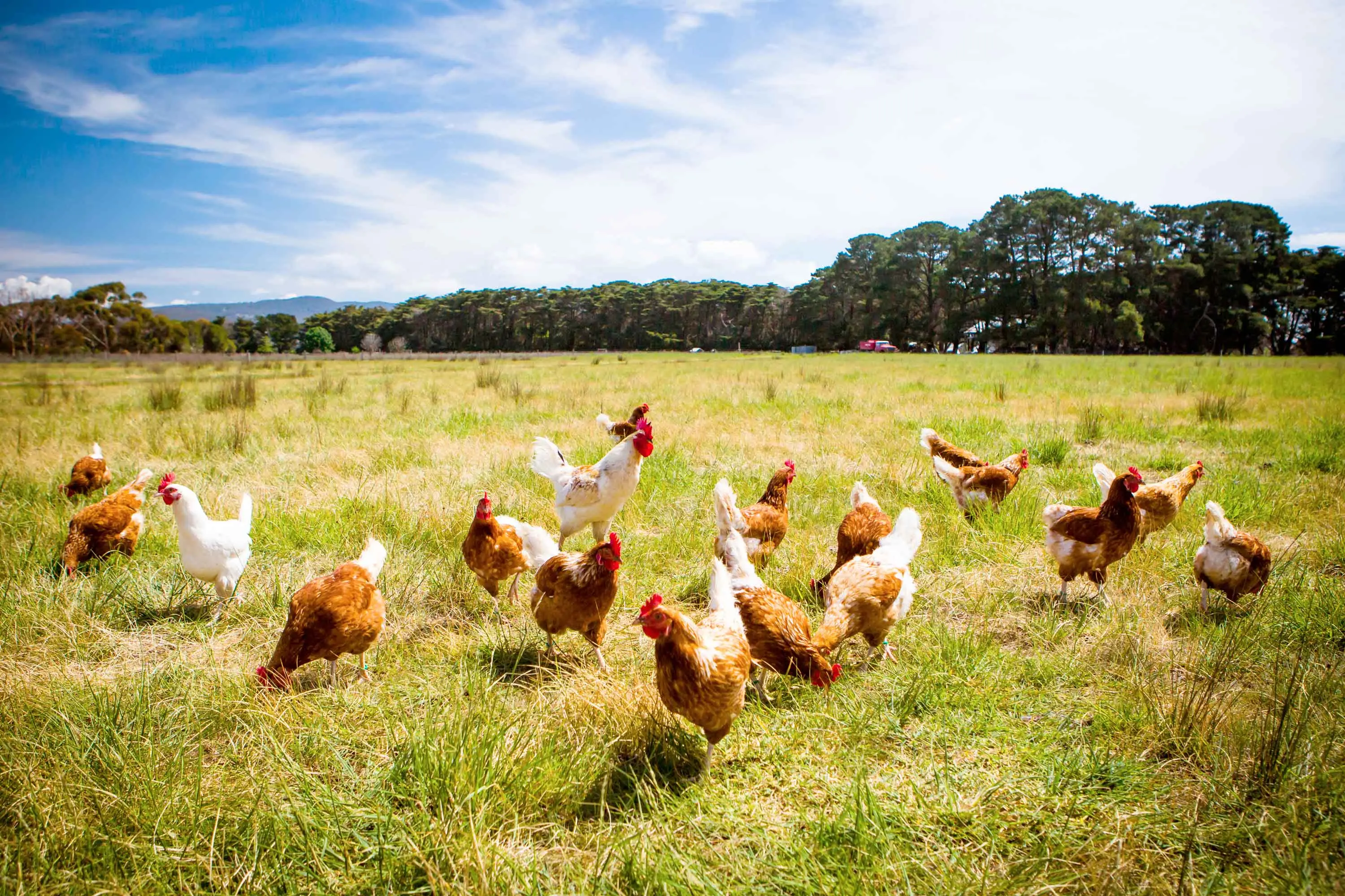 <p>Veterinarians are responding to the arrival of bird flu in Australia. Photo: Bigstockphoto. </p>\\n