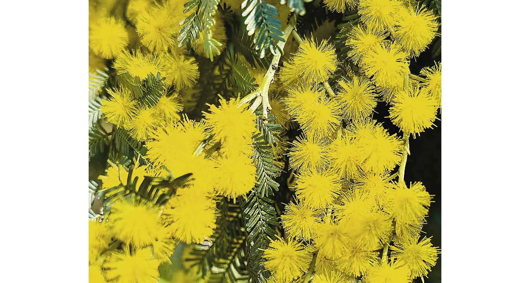 The gold of wattle: National Wattle Day