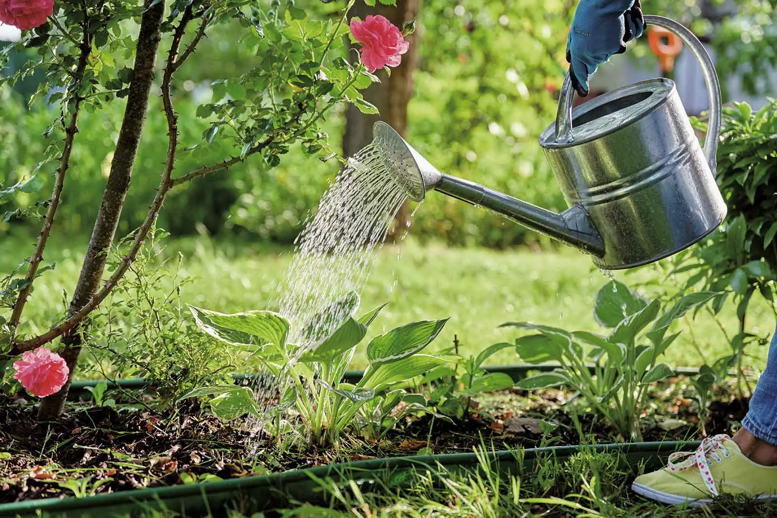 Four watering mistakes that can hold back your vegetable garden