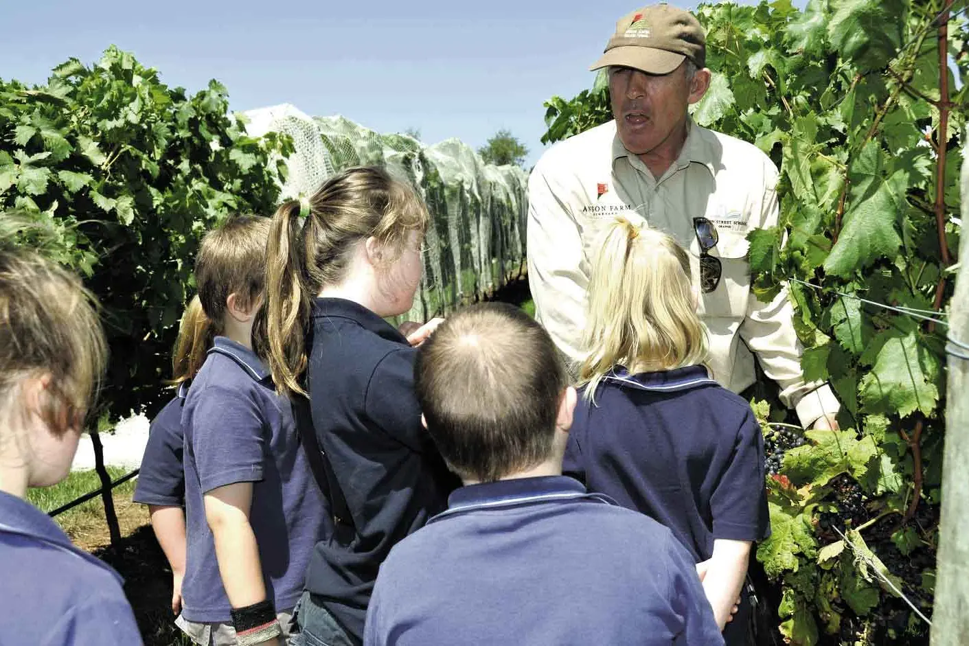 <p>Set in the stunning surroundings of Anson Farm Vineyard where, since 2006, students have nurtured 1600 vines, Anson Street School is holding a \\u201CShine in the Vines\\u201D event later this month to celebrate 60 good years. Photo: Supplied. </p>\\n