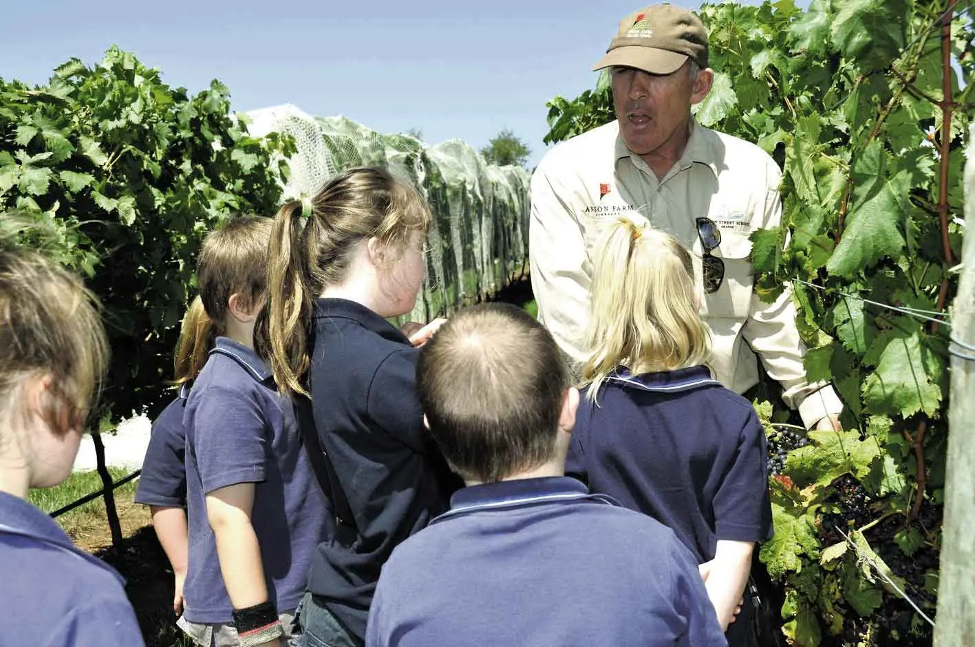 Shining vines to celebrate Anson Street’s six decades of success