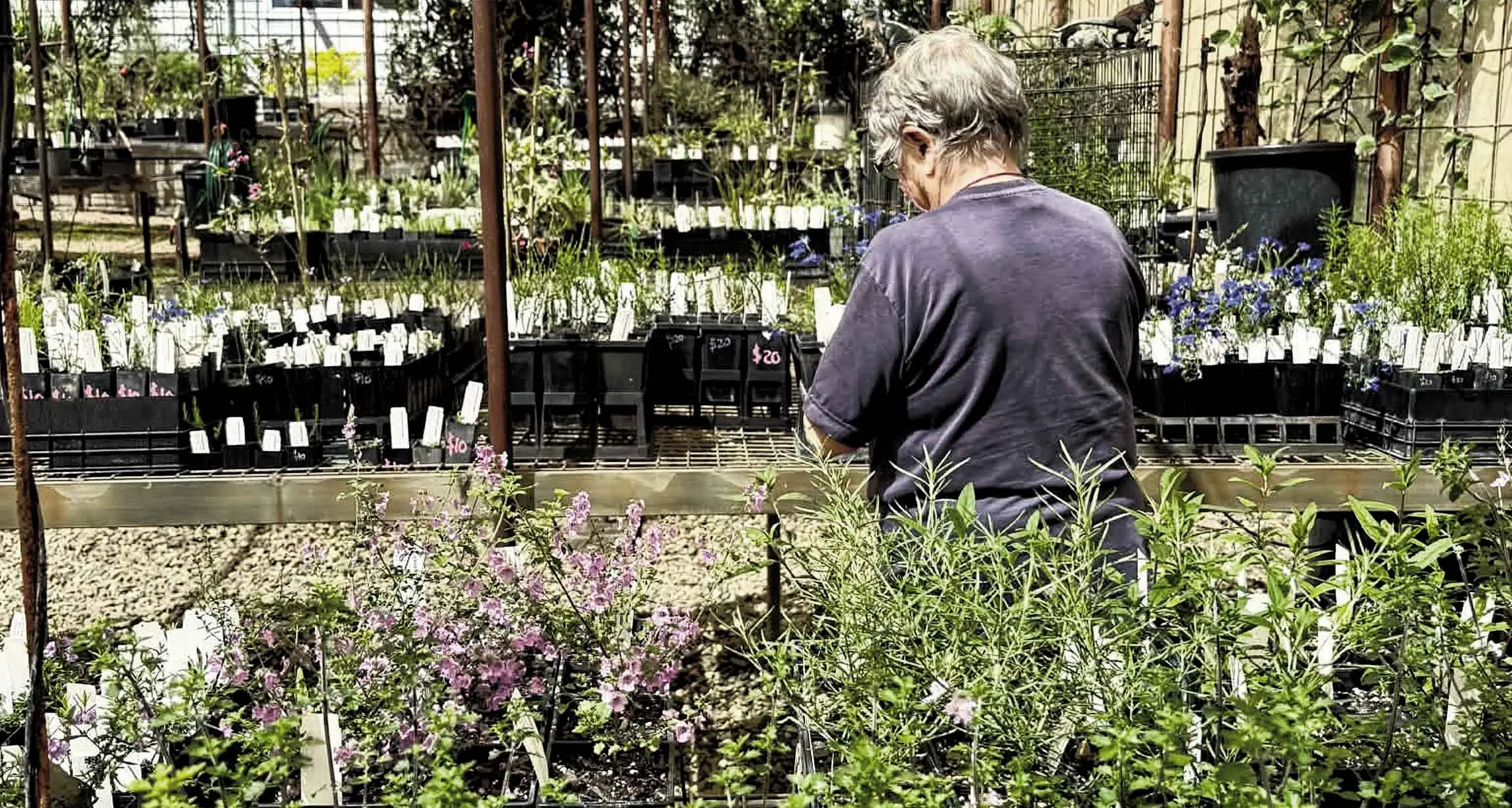 From “coccid emu-bush” to “Derwent speedwell”, Burrendong Plant Sale has native species aplenty