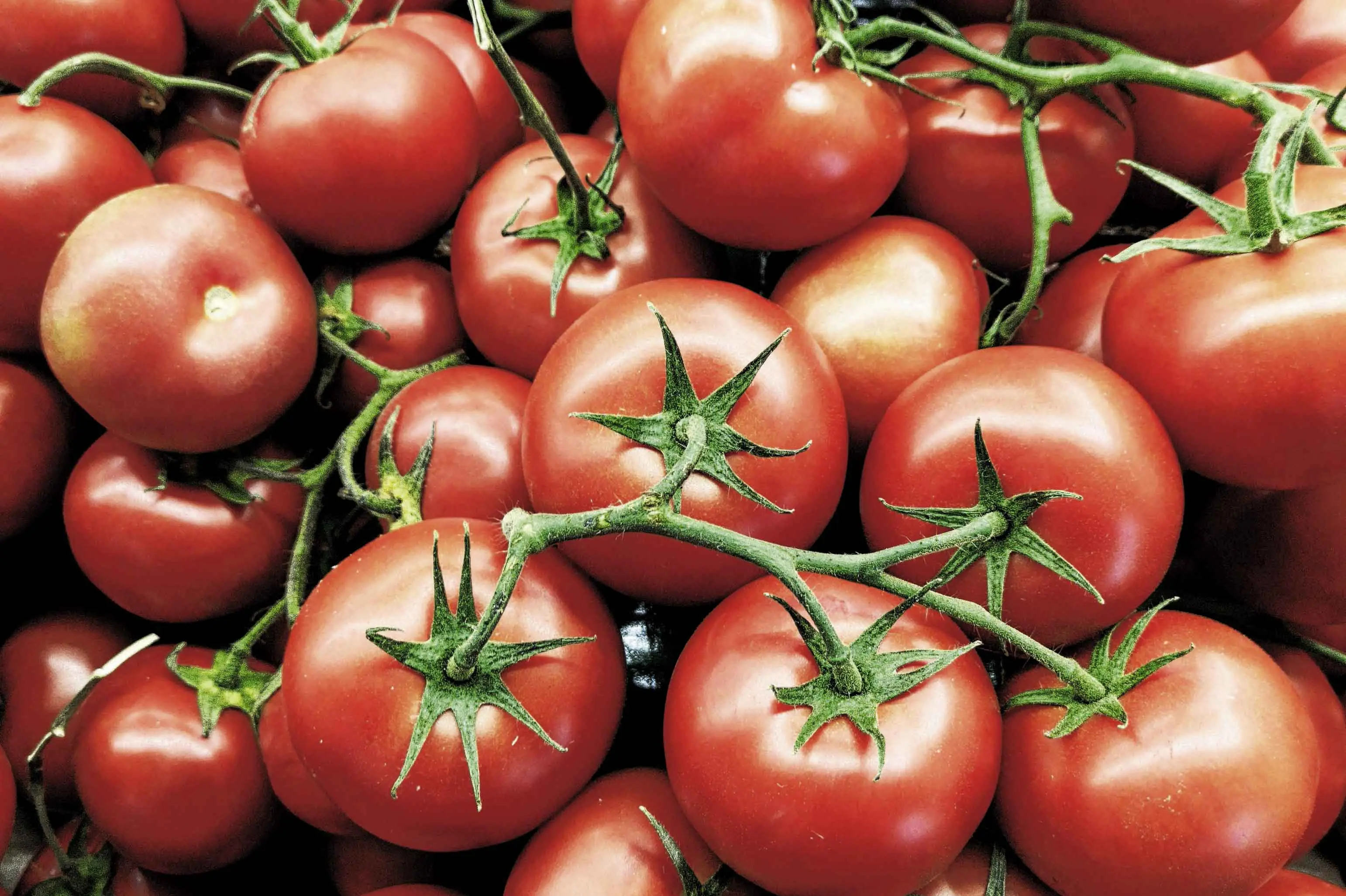 <p>Peter Baker has for years offered a range of tomato varieties from his Brunswick Street allotment. Photo: Unsplash.</p>\\n