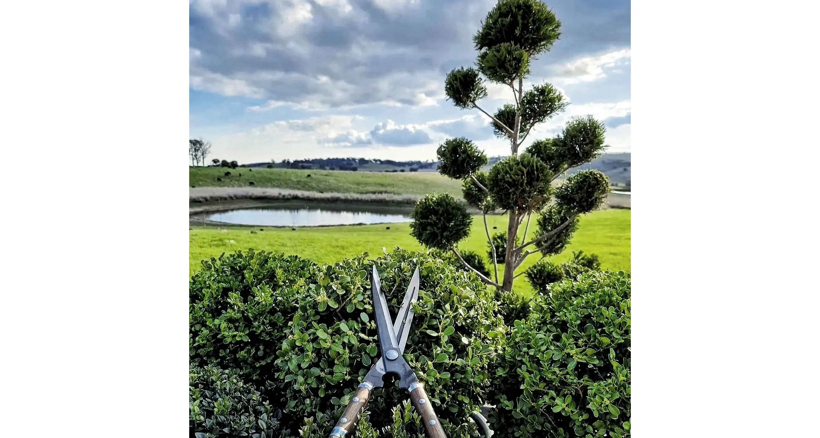 New topiary exhibit one of Millthorpe Garden Ramble’s amazing new entries